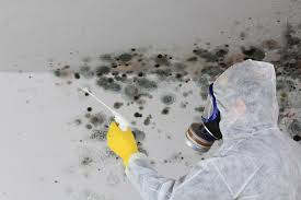 Best Environmental Consulting for Mold Prevention  in San Elizario, TX